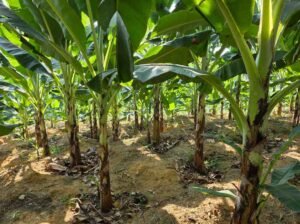 Pisang Barangan Merah Alinia Food Estate 3 223223