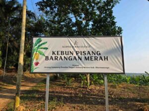 Pisang Barangan Merah Alinia Food Estate 2 223453