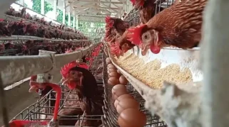 butiran telur di peternakan milikFatkurrohman di Jombang Jatim
